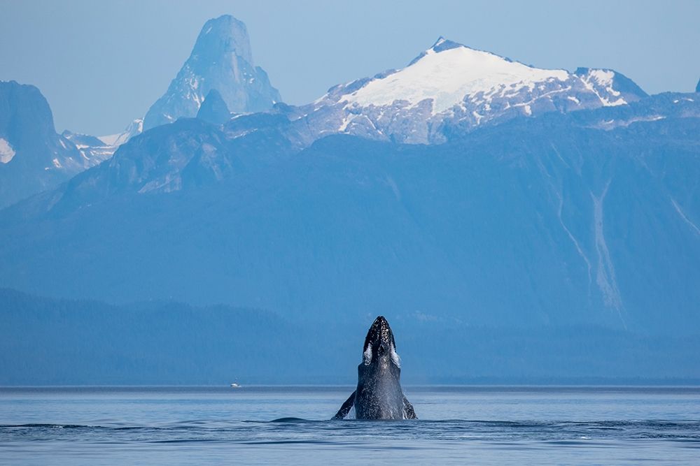 Alaska-Humpback Whale lunges while head slapping in Frederick Sound near Kupreanof Island
